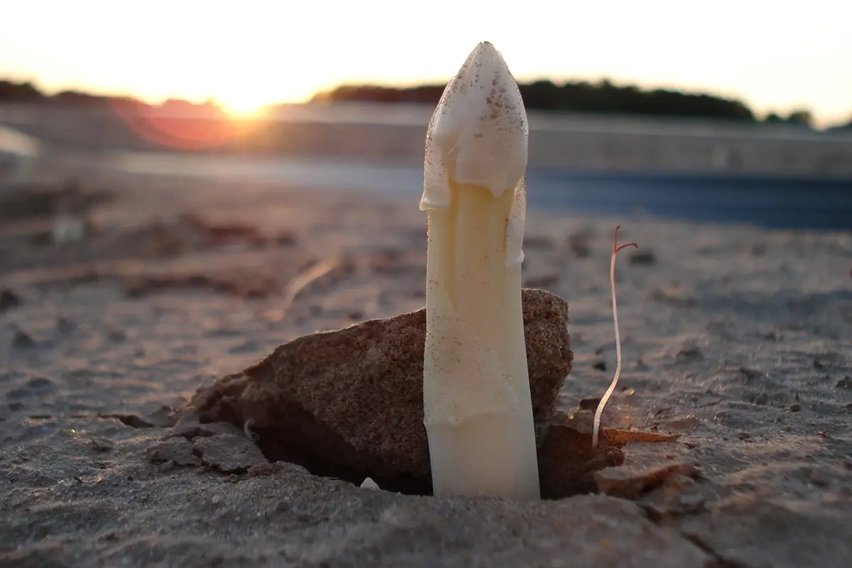 Single stalk of white asparagus emerging from the soil in the Marchfeld region, with a softly blurred landscape in the background, illustrating traditional cultivation during Austrian Austria asparagus season and the rural harvest atmosphere of Spargelzeit Austria.