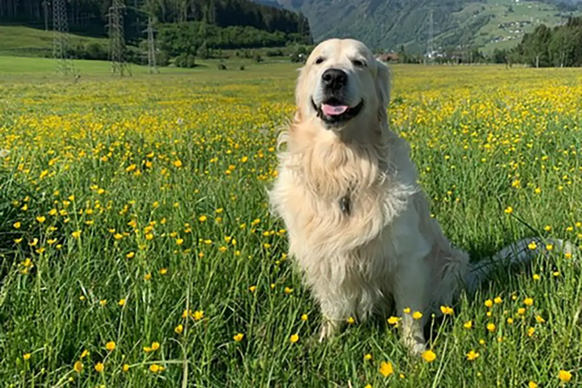 Aussie the golden retriever - the office manager of Austria Wanderlust and Wanderlustria