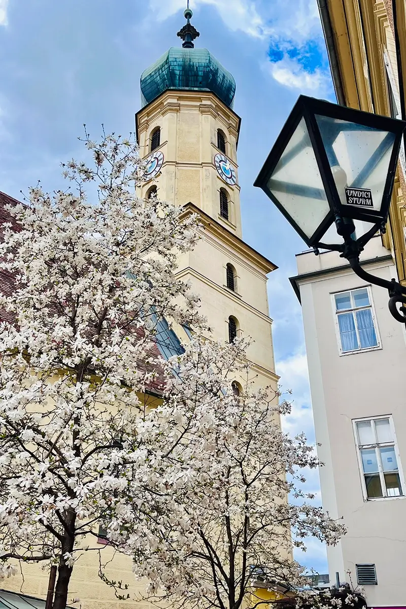 The Franzikanerkirche behind a tree with spring bloosoms - a highlight to see in Graz
